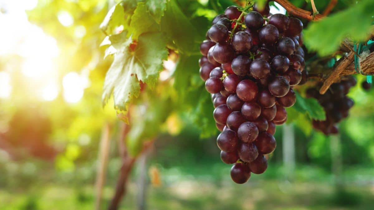 grapes on the vine natural skincare healthy antioxidants skincare