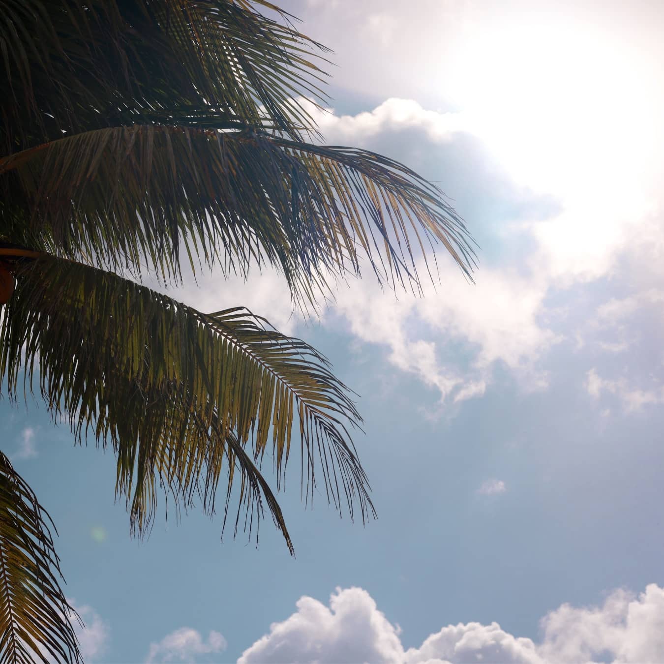 bright blue sky and palm tree in miami